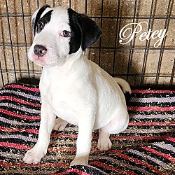 Thumbnail photo of Petey the Puppy ~ meet me ~ #3