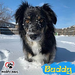 Thumbnail photo of Buddy (Courtesy Post) #2