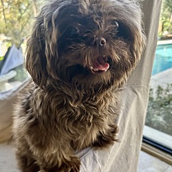 Dog for adoption - BRUNO, a Bernedoodle Mix in Fresh Meadows, NY