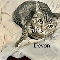 Thumbnail photo of Devon #3