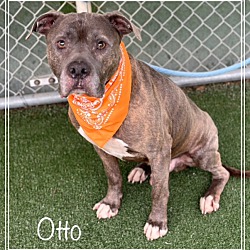 Photo of OTTO - see video