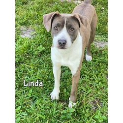 Photo of LINDA