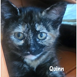 Photo of Quinn