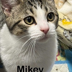 Thumbnail photo of Mikey #1