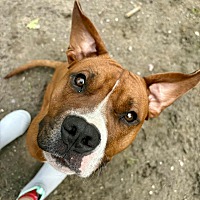 adopt a pet