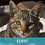 ELRIC - Domestic Shorthair available for adoption