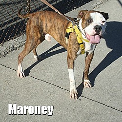 Thumbnail photo of Maroney #2