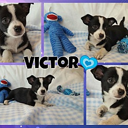 Thumbnail photo of Victor #1
