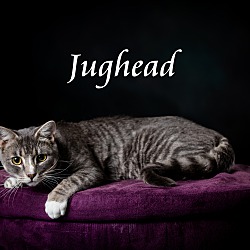 Thumbnail photo of Jughead #3