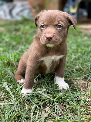 Taylors, SC - German Shepherd Dog/Labrador Retriever. Meet Elvin a Pet ...