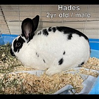 Photo of hades
