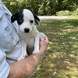 Thumbnail photo of Simon-one blue eye #3