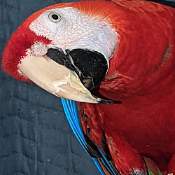 Thumbnail photo of Ruby - Scarlet macaw #1