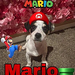 Thumbnail photo of Mario #1