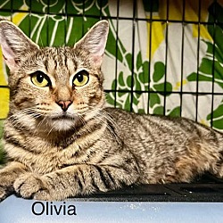 Photo of Olivia 3