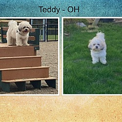 Thumbnail photo of Teddy - OH #2