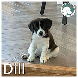 Thumbnail photo of DILL #1