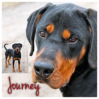 doberman pinscher meet journey a pet