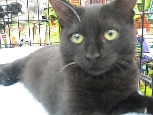 New York Ny Russian Blue Meet Russian Blue Bro And Sis A Pet