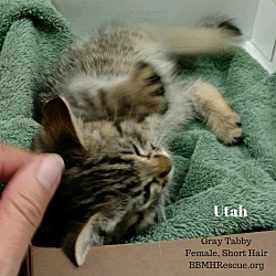 Thumbnail photo of Utah #3
