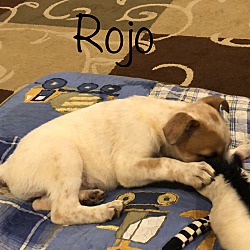Thumbnail photo of Rojo ~ adopted! #2
