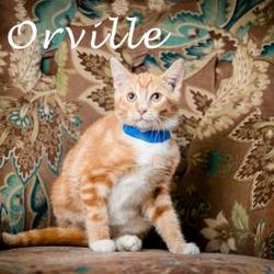 The Humane Society Of North Myrtle Beach Inc In North Myrtle Beach South Carolina
