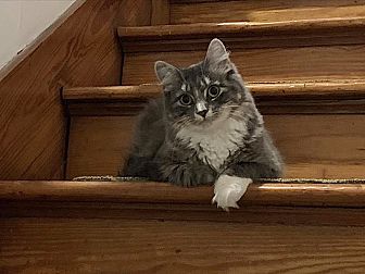 Cat deals stairs petsmart