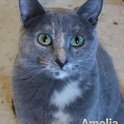 Photo of Amelia