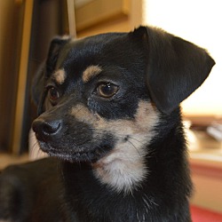 Photo of Fritz