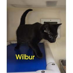 Photo of 24-0898 Wilbur