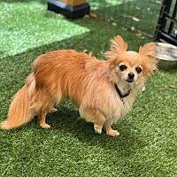 adopt-pet