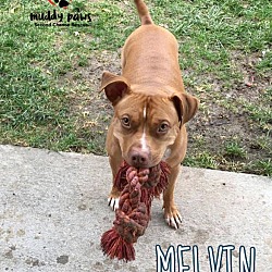 Thumbnail photo of Melvin #1