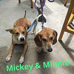 Thumbnail photo of Mickey & Minnie #2