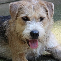 Photo of Cosmo-adorable scruffy teenager!