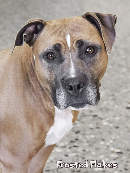 Dog for adoption - Frosted Flakes, a Mastiff & Boxer Mix in Mason, MI