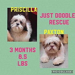 Thumbnail photo of PRISCILLA or PAXTON in RI #1