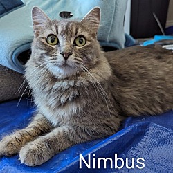 Photo of Nimbus