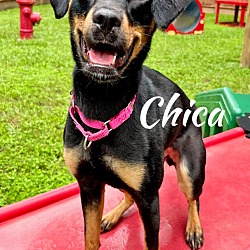 Thumbnail photo of Chica #2