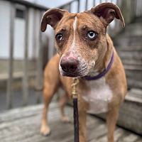 adopt a pet