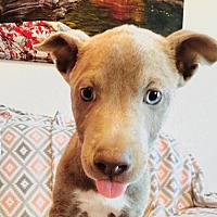 adopt a pet