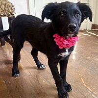 adopt-pet
