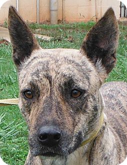 cattle dog brindle
