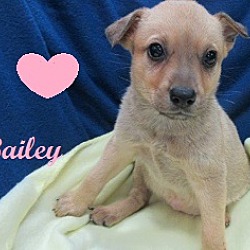 Thumbnail photo of Bailey #3