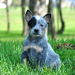 Photo of Cattle Dog puppy