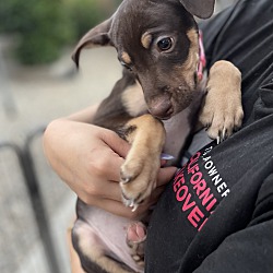 Thumbnail photo of Julie - Puppy for adoption! #1