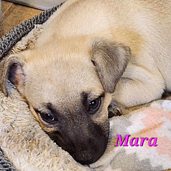 Thumbnail photo of Mara #2