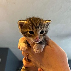 Thumbnail photo of Griffith (Camp Kikiwaka litter Kitten # 2) #4