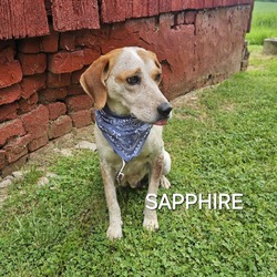 Thumbnail photo of Sapphire #4