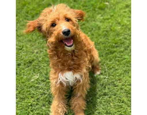 Huntsville, AL - Cockapoo. Meet Lisa a Pet for Adoption - AdoptaPet.com