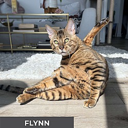 Thumbnail photo of Flynn #3